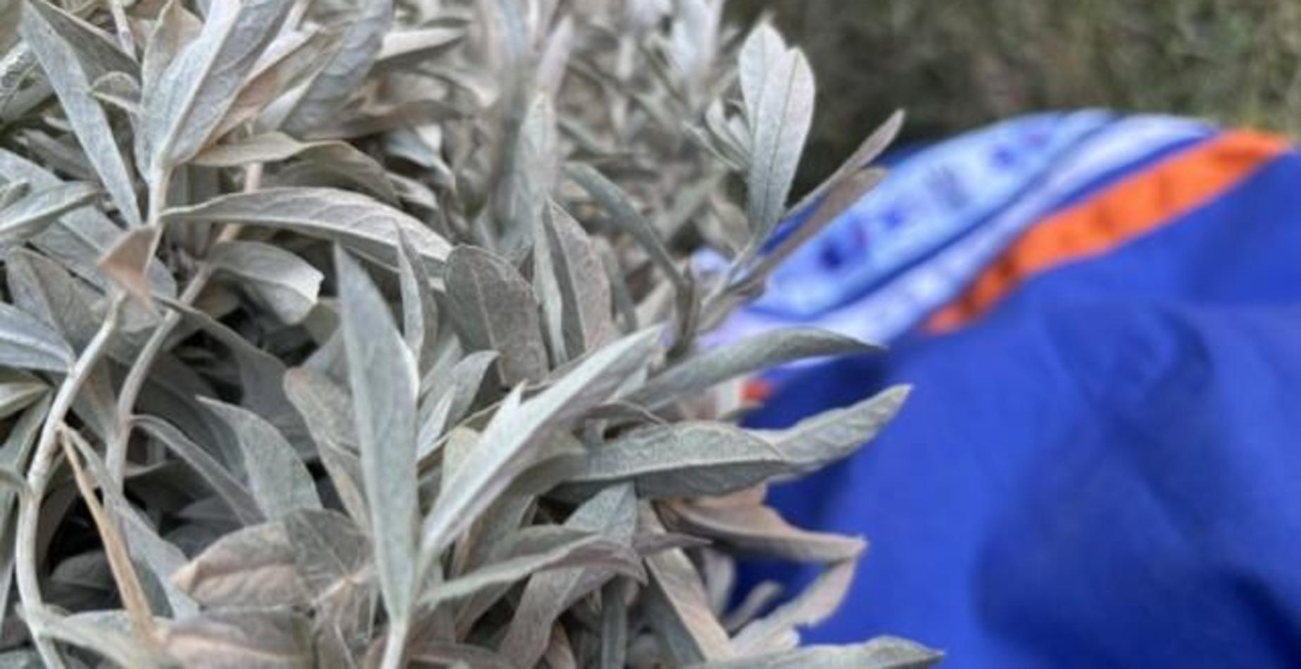 Sage