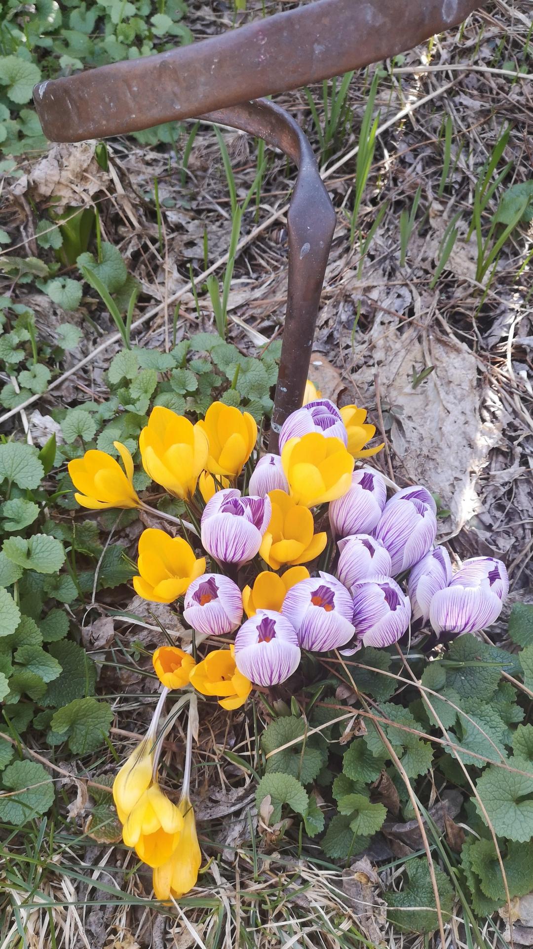 spring