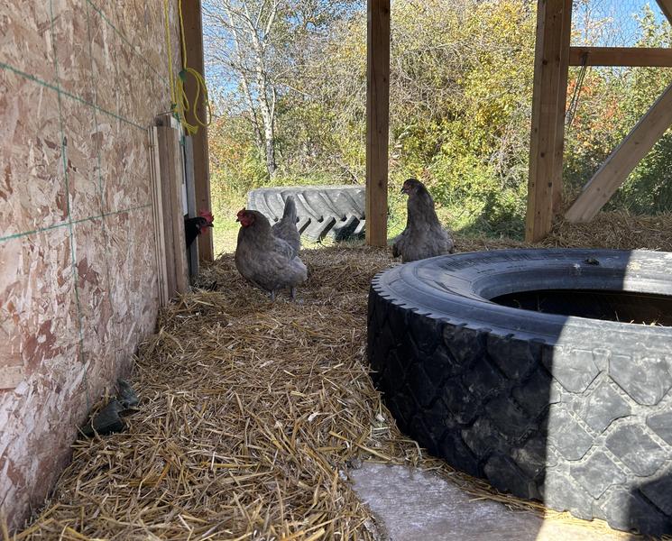 Chickens