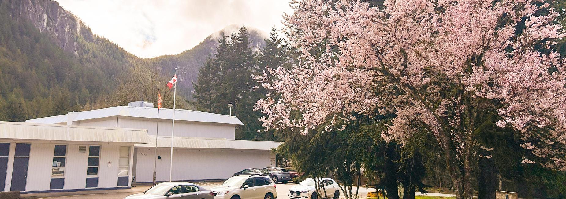 Cherry Blossoms