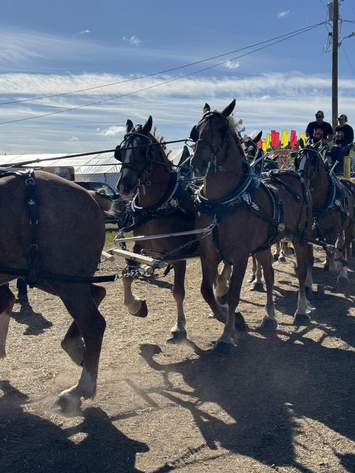 Horses pulling a cart