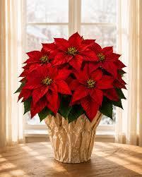 pointsettia