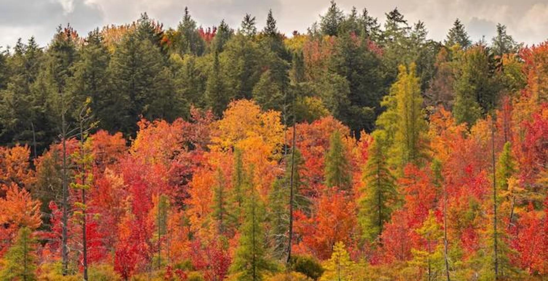 Fall trees