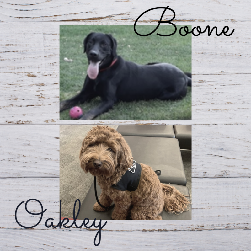 Therapy Dogs at SOSS Featured Photo