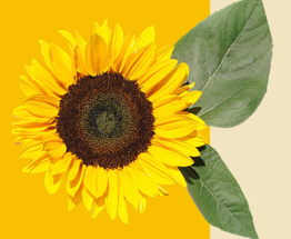 Click here for information on the Early Years Support Services Program! Featured Photo