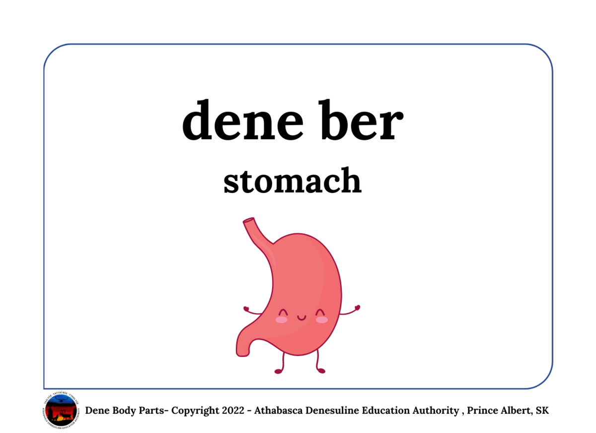 stomach