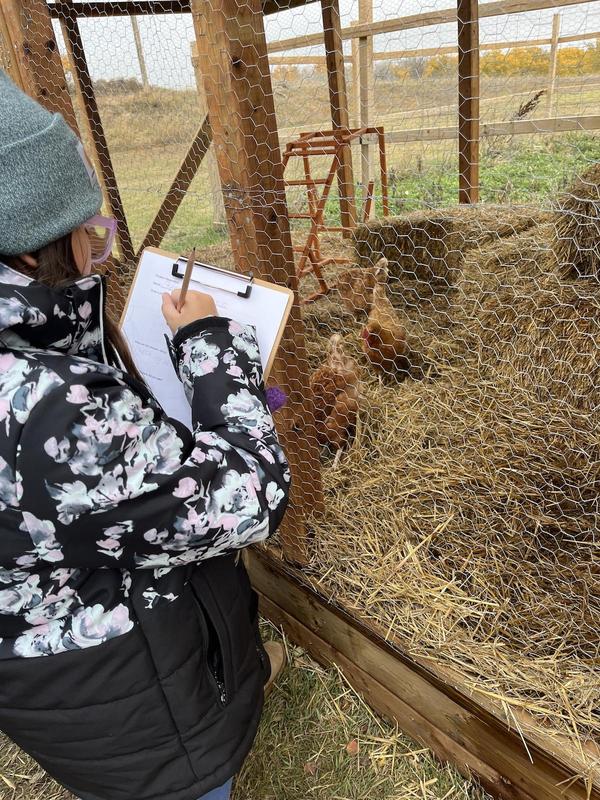 An elementary student observes a hen in an outdoor coop, the student is taking notes.