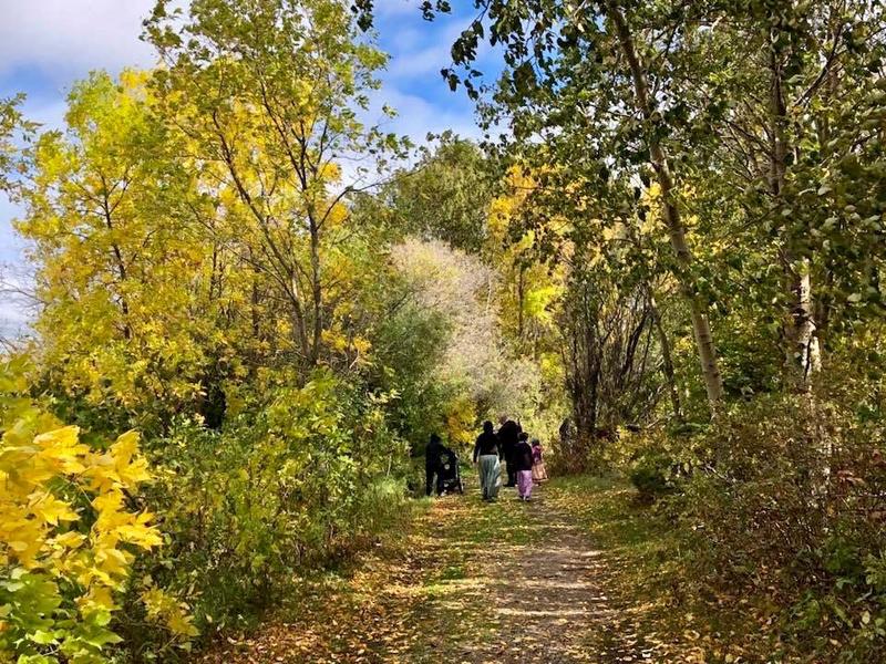 Students walking among trees.