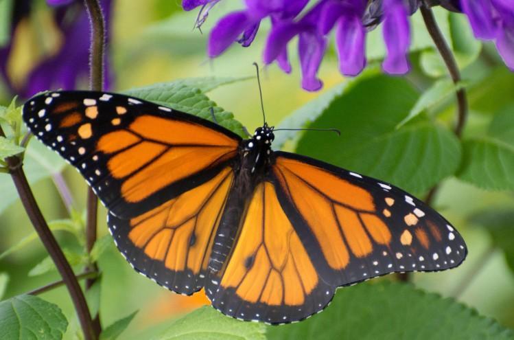 monarch butterfly picture