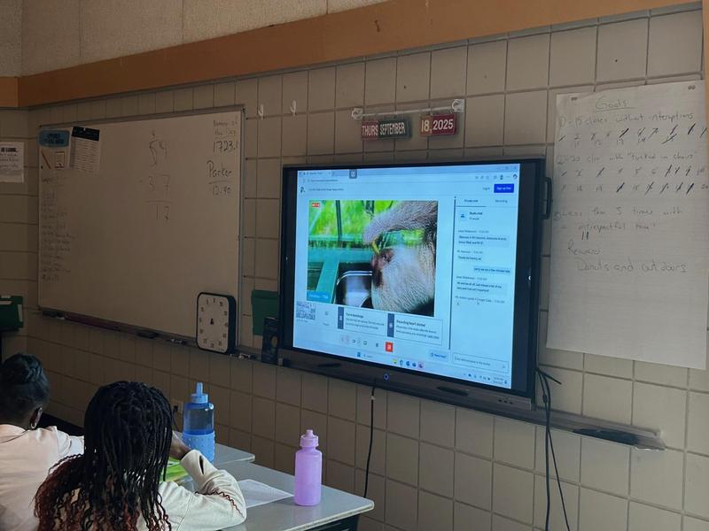 A student watching a live stream of a sloth
