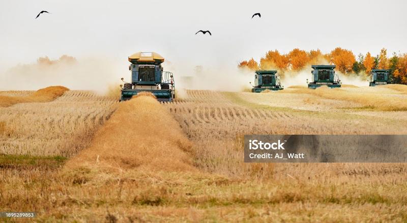 harvest
