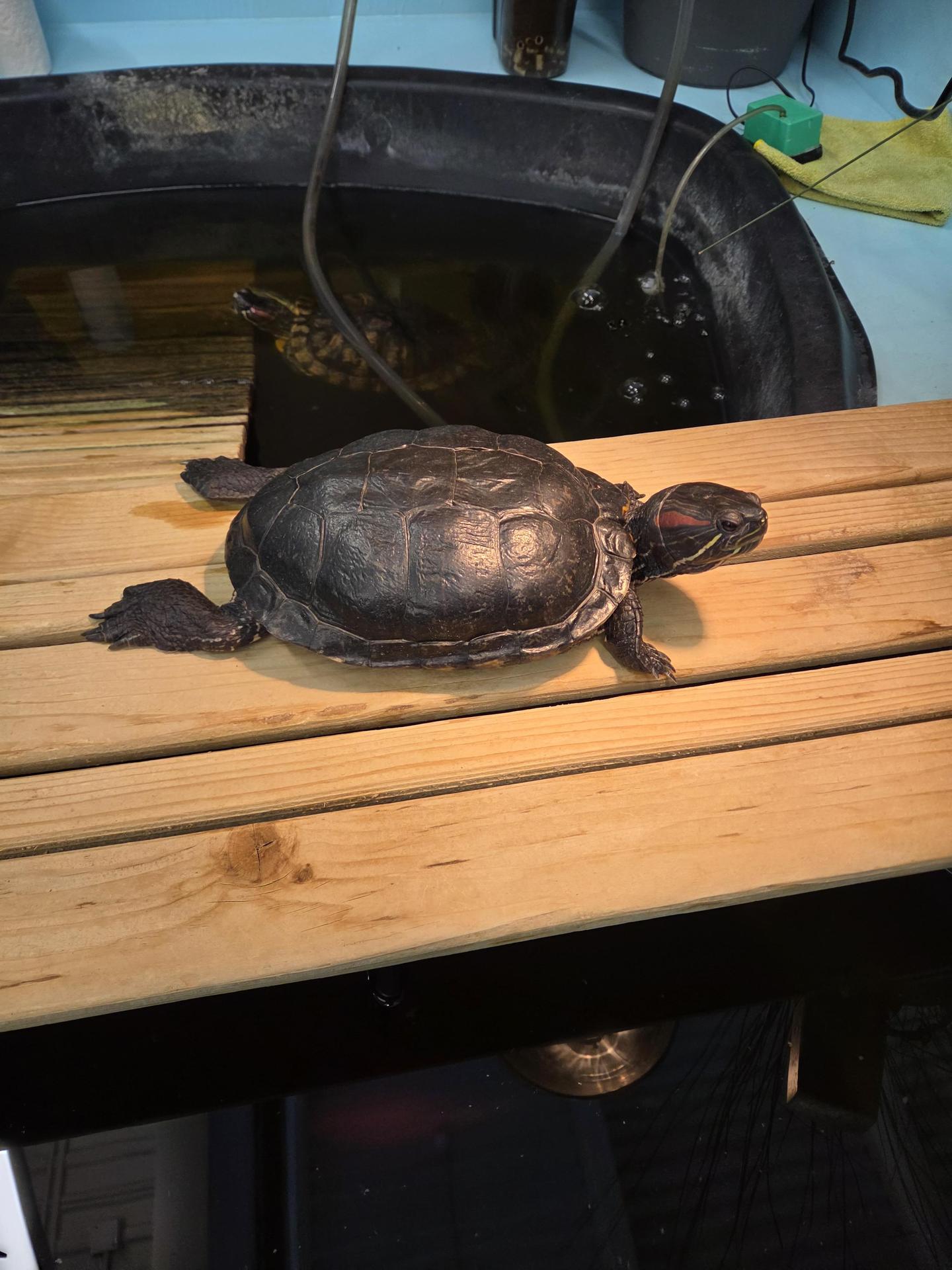 Turtles