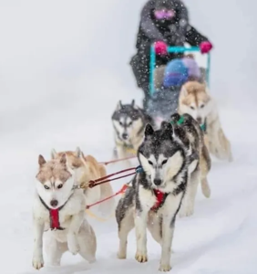 Dog sledding.png
