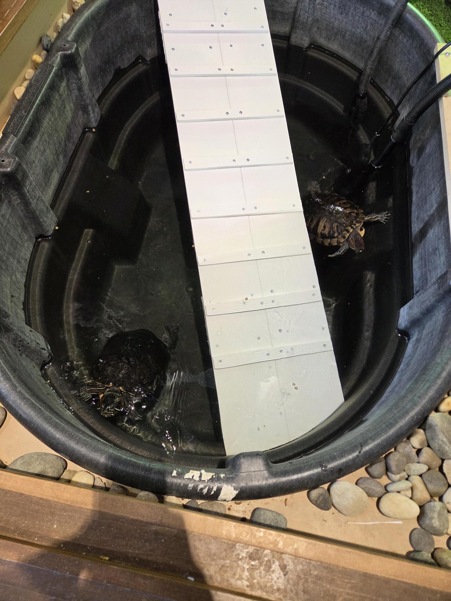 Turtles