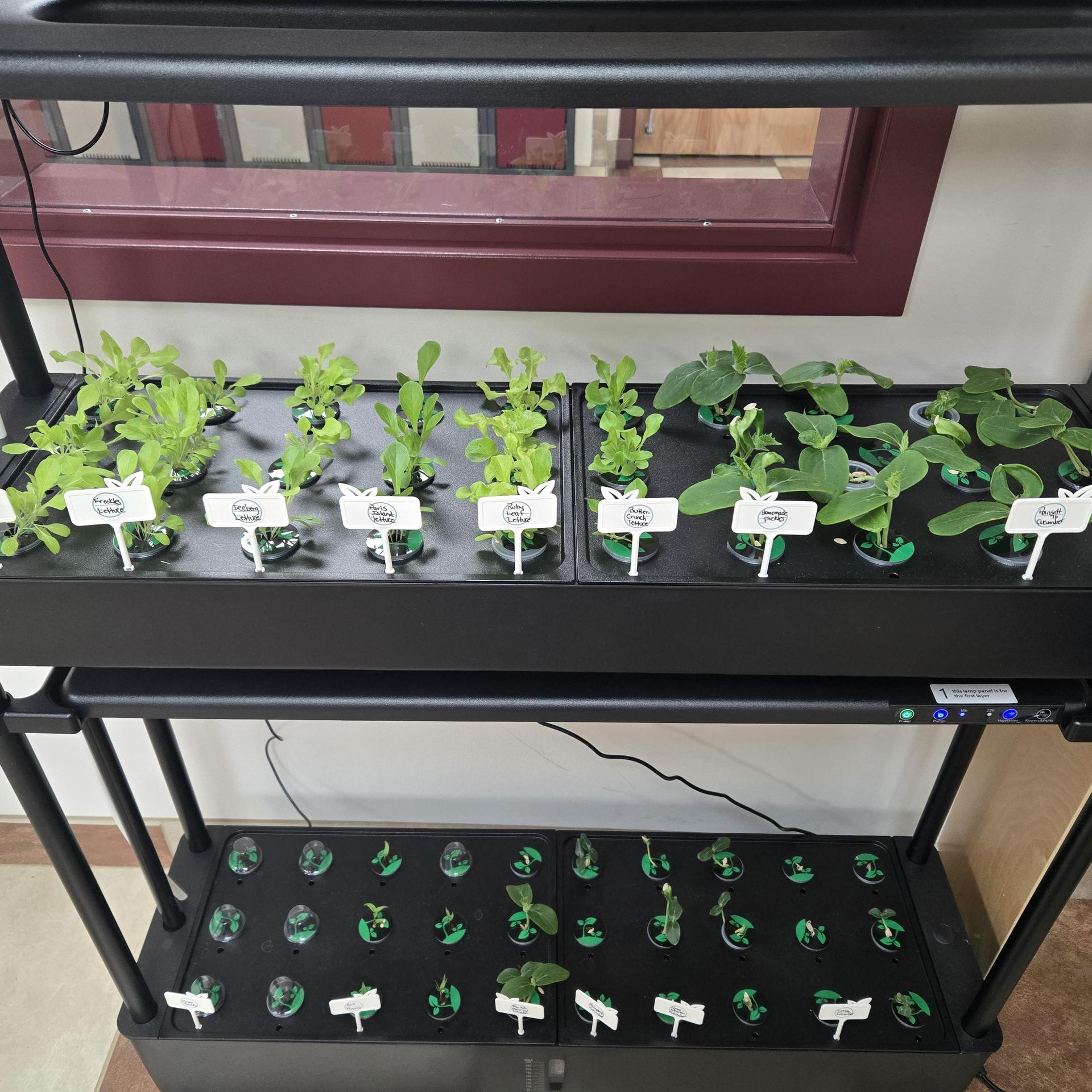 Peppers