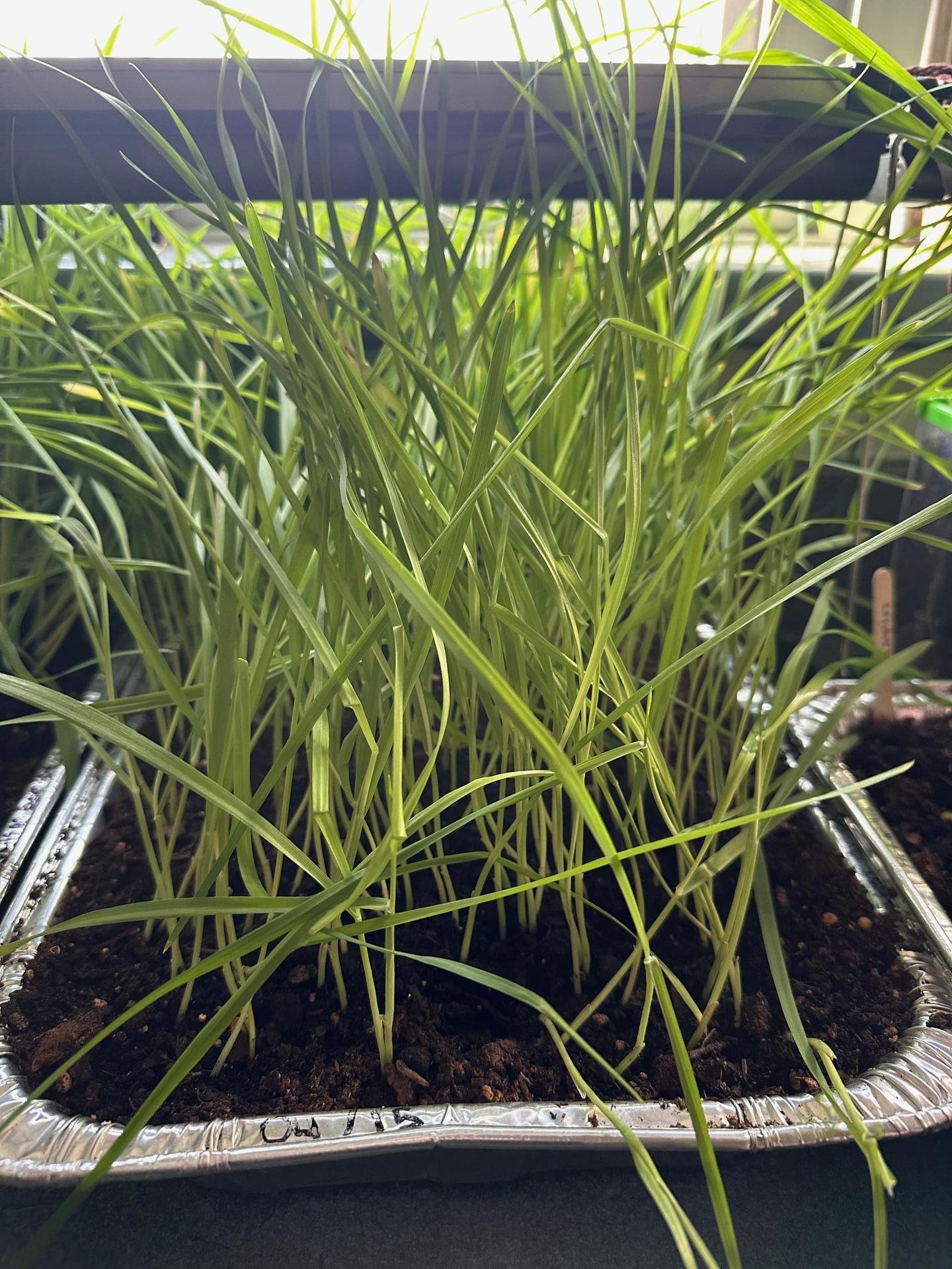 Growing