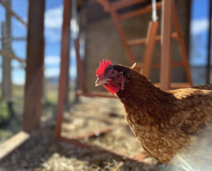 Chicken