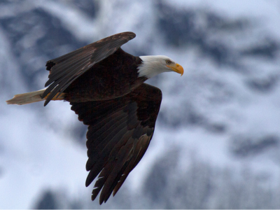 Being an EAGLE at Don Ross Middle School Featured Photo