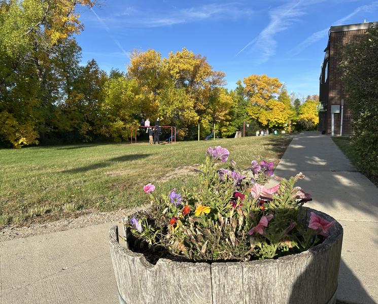 Fall flowers
