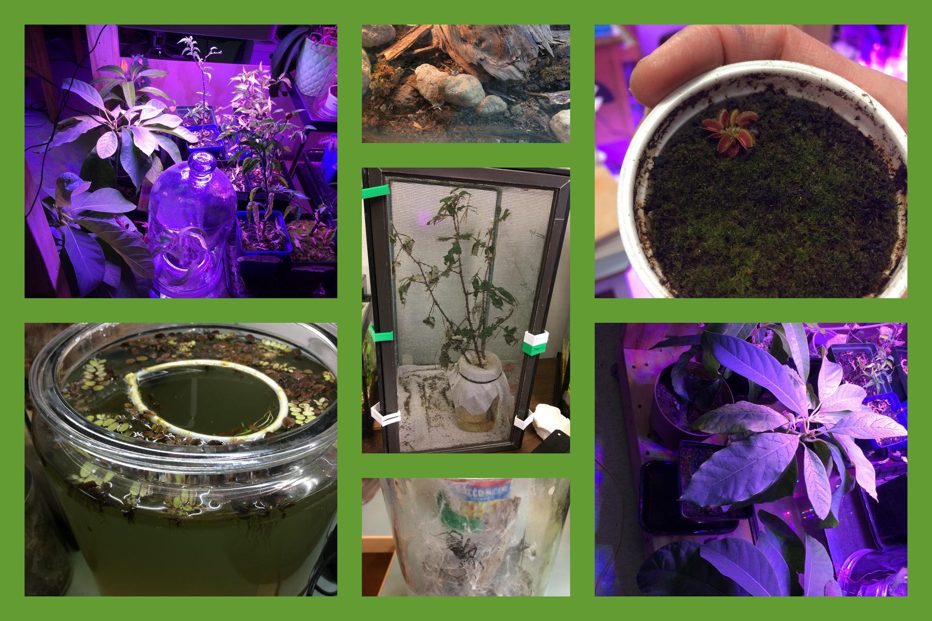 plants and pets collage