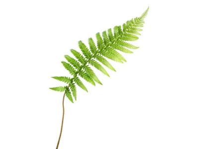 fern leaf